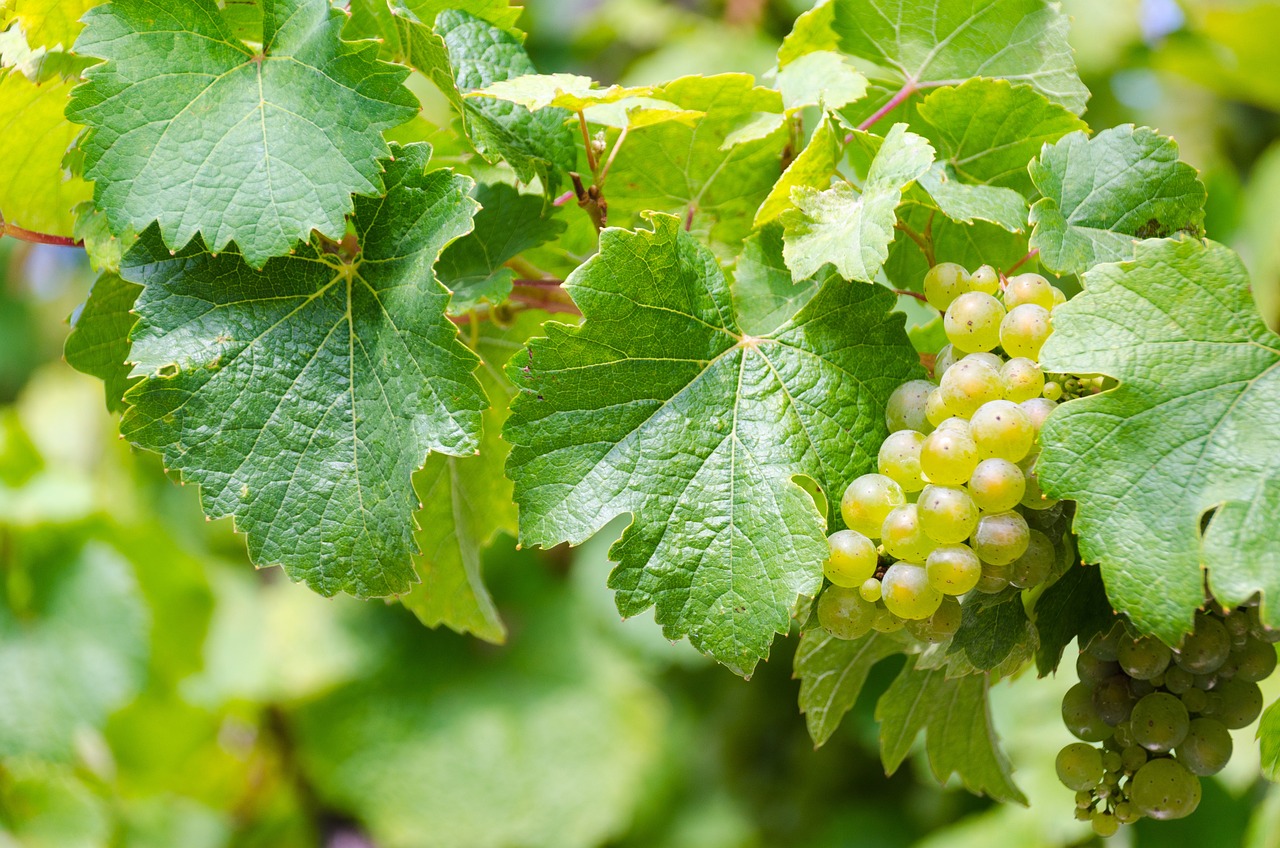 What is Sustainable Wine and Why is It Important?